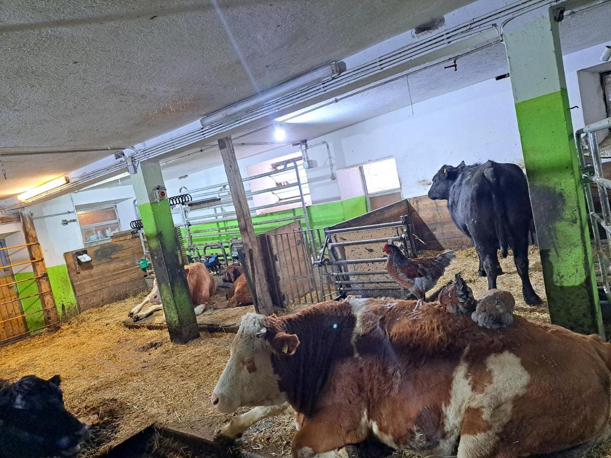 Erlebnisbauernhof Gutschi Ranch Kamp Buitenkant foto
